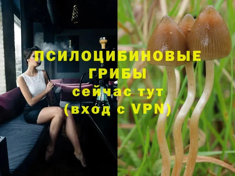 Псилоцибиновые грибы Psilocybine cubensis Кириши